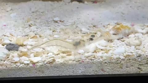 Mysid Shrimp in Saltwater Tank