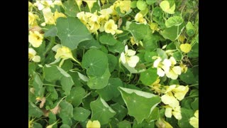 Breathtaking To Behold Yellow Nasturtium Oct 2021