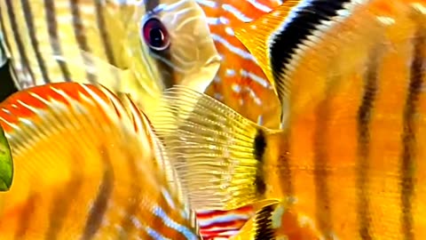Satisfying Beautiful Fish ASMR That Makes You Calm Original Satisfying Videos PART - 93