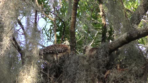 Red-Shouldered Hawk feeds its chicks