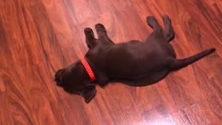 Black puppy laying on ground asleep