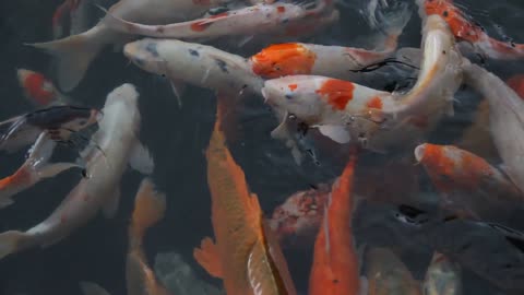 Very beautiful colorful fish