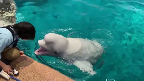 She is nana a beluga whale that just wants to have fun with her owner