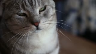 Amazing Mom Silver Cat Looking For Owner