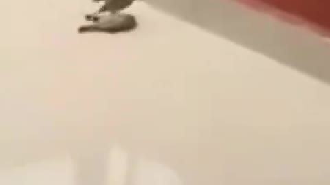 Bird saves his friend from fainting