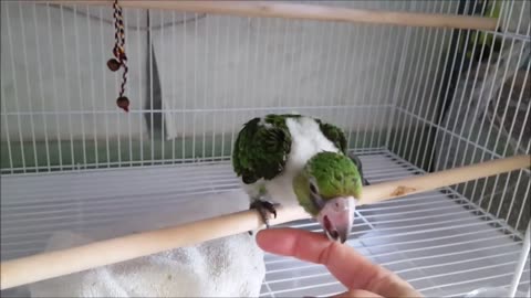 55 Days Old cute Parrot Baby Yelling and Screaming at his Owner