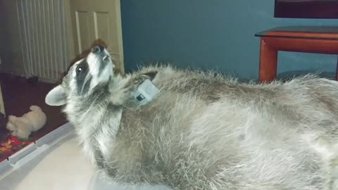 Raccoon Loves Her Fidget Cube