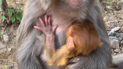 Cute Monkey Breastfeeding