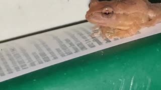 Hallucinating Tree Frog Rests on bottle