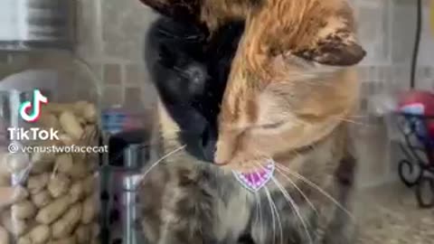 Funny cats videos 2021 | funniest videos with cats | funny videos tiktok