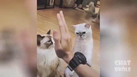 Laughing Cat Video hhhhhhhh