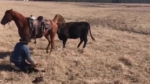 Horse Protects Rancher From Cows 😍😍 | Animal Rescue | Animal lover