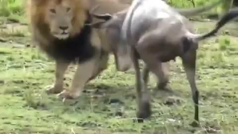 A lion intercept passing the wildebeest group, is too much