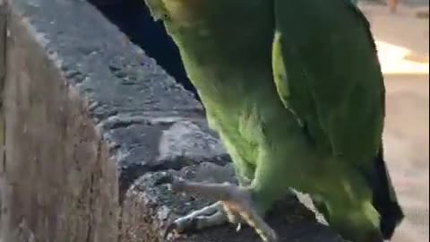 Parrot crazy about beer.