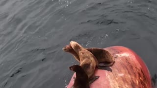 Seals Beach on Back of Stopped Ship