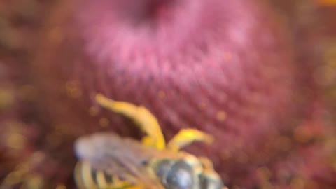 Amazing Closeup of a Bee!