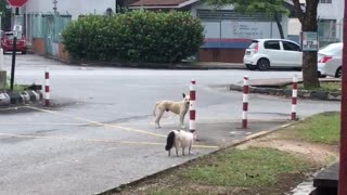 Dog is Scared of the Cat