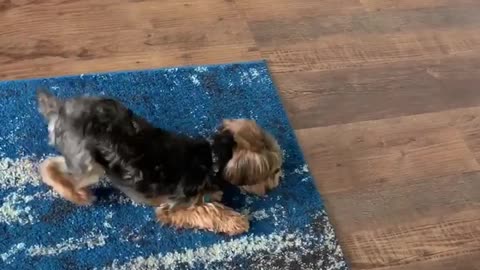 High-spirited Yorkie plays with his food before eating it