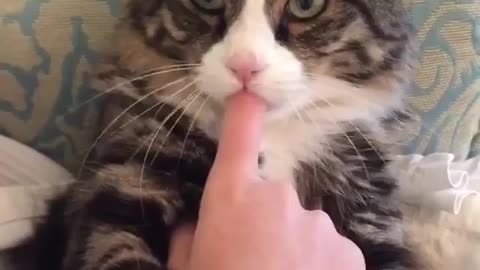 finger sucking cat