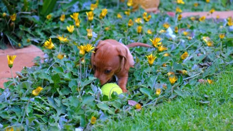 Cute Brown Puppy Playing