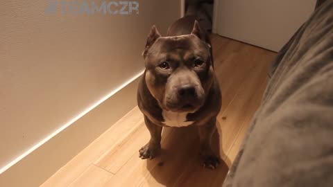 Puppy American Bully is so Smart ! Try to not Laugh