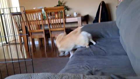 Crazy corgis