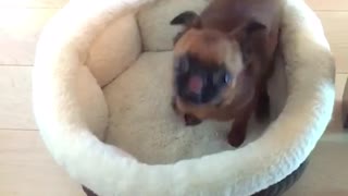 Brown dog jumps out of white bowl bed