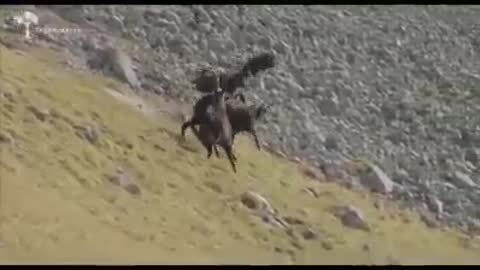 eagle captures mountain goat