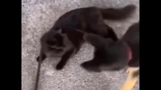 Dog tries to strangle cat