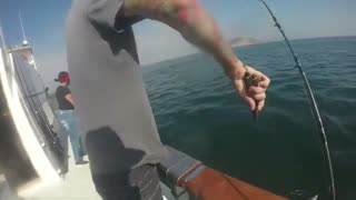 Daily Double Sportfishing! Sculpin, Barracuda, and Mackerel!