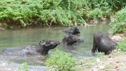 Captivating Animal Moments: Dog, Elephant, Chicken, Tiger, Pig, Cat