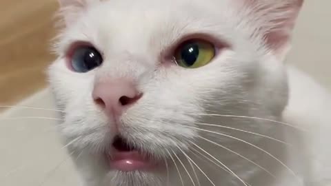 Sad cat meow, so cute