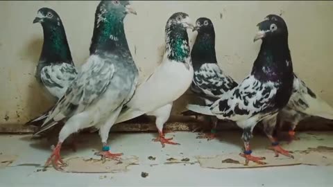 Beautiful pigeon mix choudry waly tadeey breedar pair
