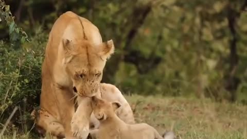 Adorable lion cub pulls brother's tail when mom is sitting