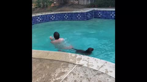 Doggo Is Not Too Good At Pool Dives