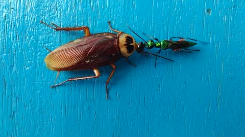 Wasp and Cockroach Fighting, Wasp Dominant Cockroach
