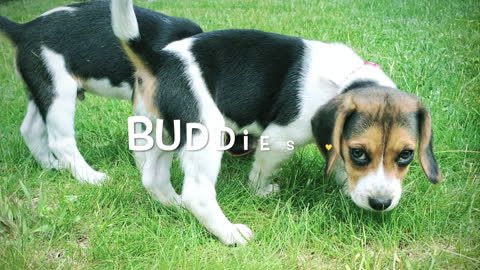 Beagle Buddies : It's Mine