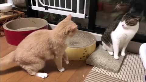 cat's fighting