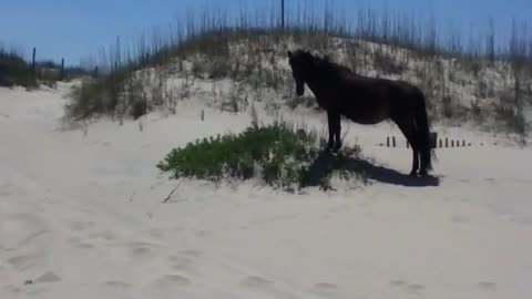 Wild horses in the Outer Banks