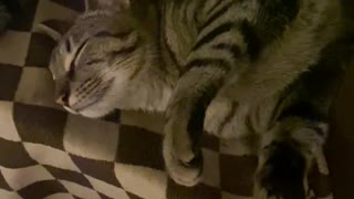 Cat sleeping in strange twisted position