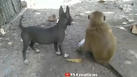love dog and monkey