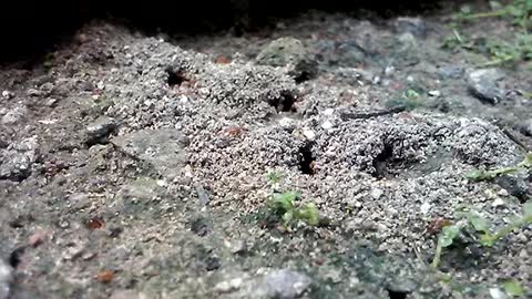 The Ants life