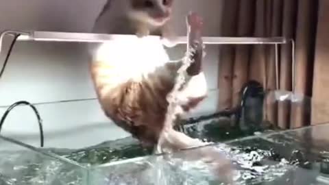 Unsuccessful attempt to catch a fish from the aquarium 😂😅😂(Funny moments with a cat)