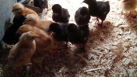 Chicks Arrived this Week 10/9/2020