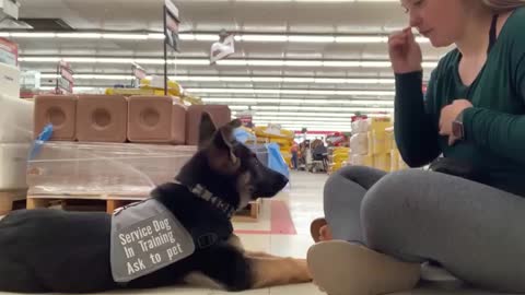 Puppy service dog training