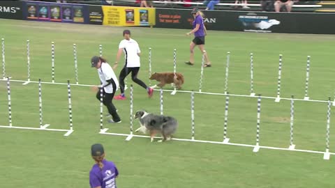 30 Weave Up Back Competition Purina Pro Plan Incredible Dog Challenge Western Regionals_