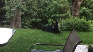 Black Bear Makes Itself at Home in Backyard