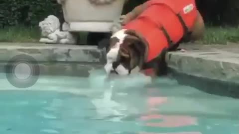 bulldog diving...