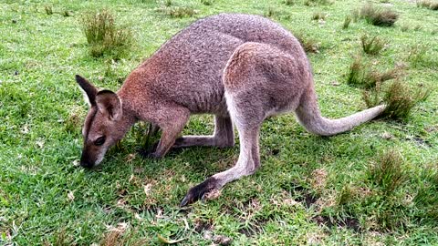 Wallaby Feeding