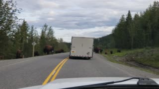 Wild Bison in Canada